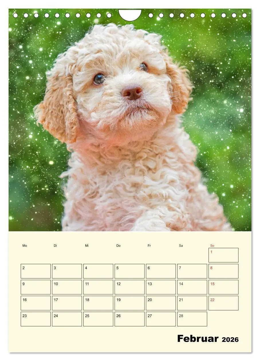 Bild: 9783516382709 | Jahresplaner Lagotto Romagnolo Welpen (Wandkalender 2026 DIN A4...