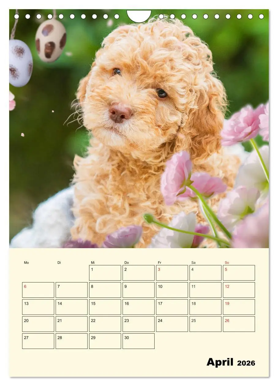 Bild: 9783516382709 | Jahresplaner Lagotto Romagnolo Welpen (Wandkalender 2026 DIN A4...