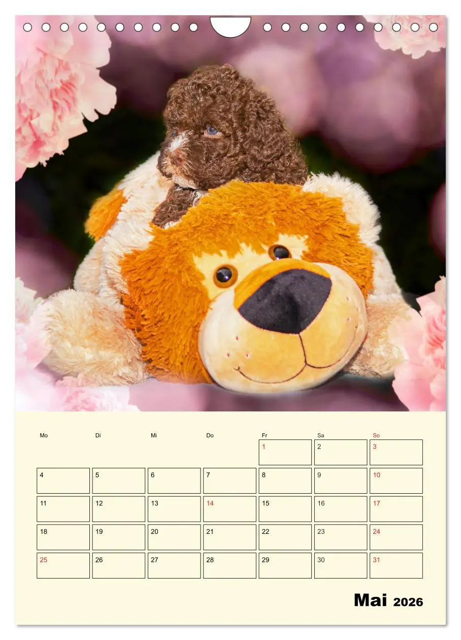Bild: 9783516382709 | Jahresplaner Lagotto Romagnolo Welpen (Wandkalender 2026 DIN A4...