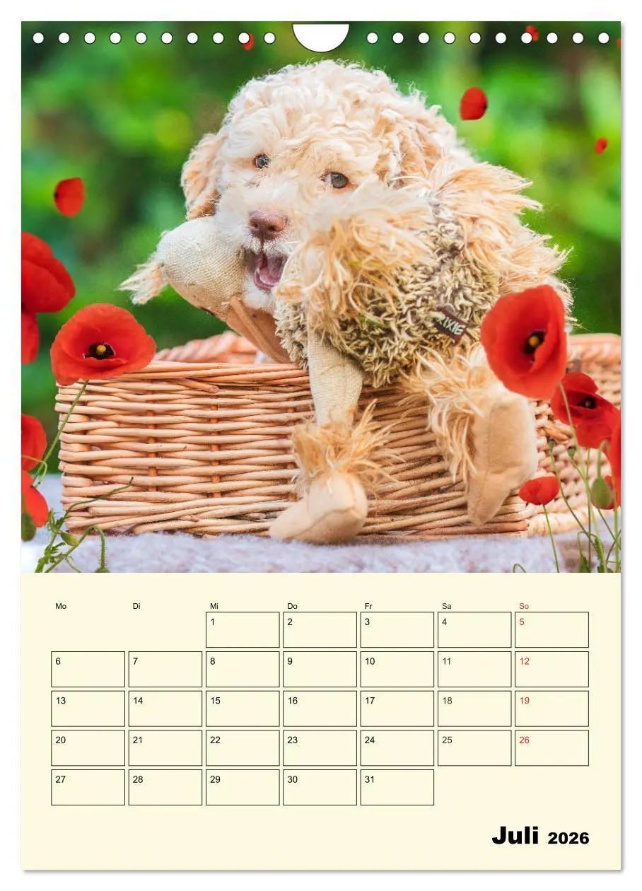 Bild: 9783516382709 | Jahresplaner Lagotto Romagnolo Welpen (Wandkalender 2026 DIN A4...