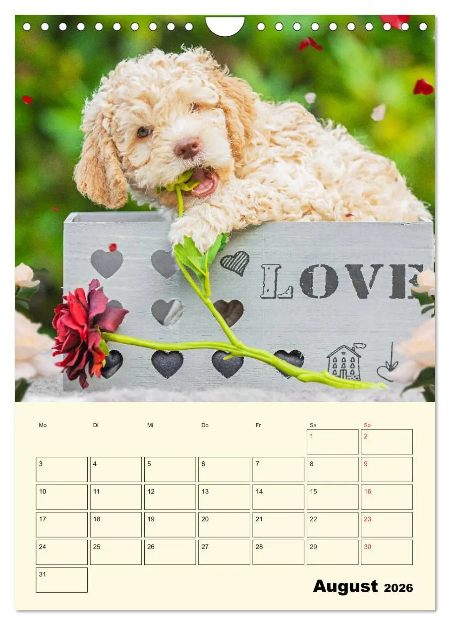 Bild: 9783516382709 | Jahresplaner Lagotto Romagnolo Welpen (Wandkalender 2026 DIN A4...