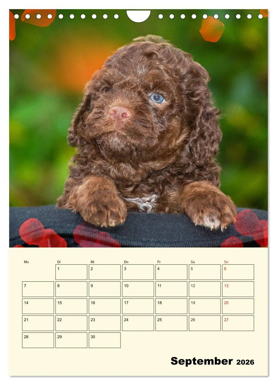 Bild: 9783516382709 | Jahresplaner Lagotto Romagnolo Welpen (Wandkalender 2026 DIN A4...