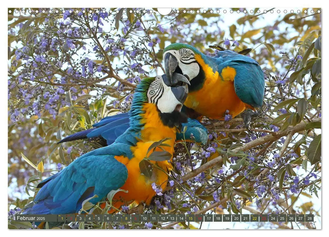 Bild: 9783435262809 | Aras im Pantanal (Wandkalender 2025 DIN A3 quer), CALVENDO...