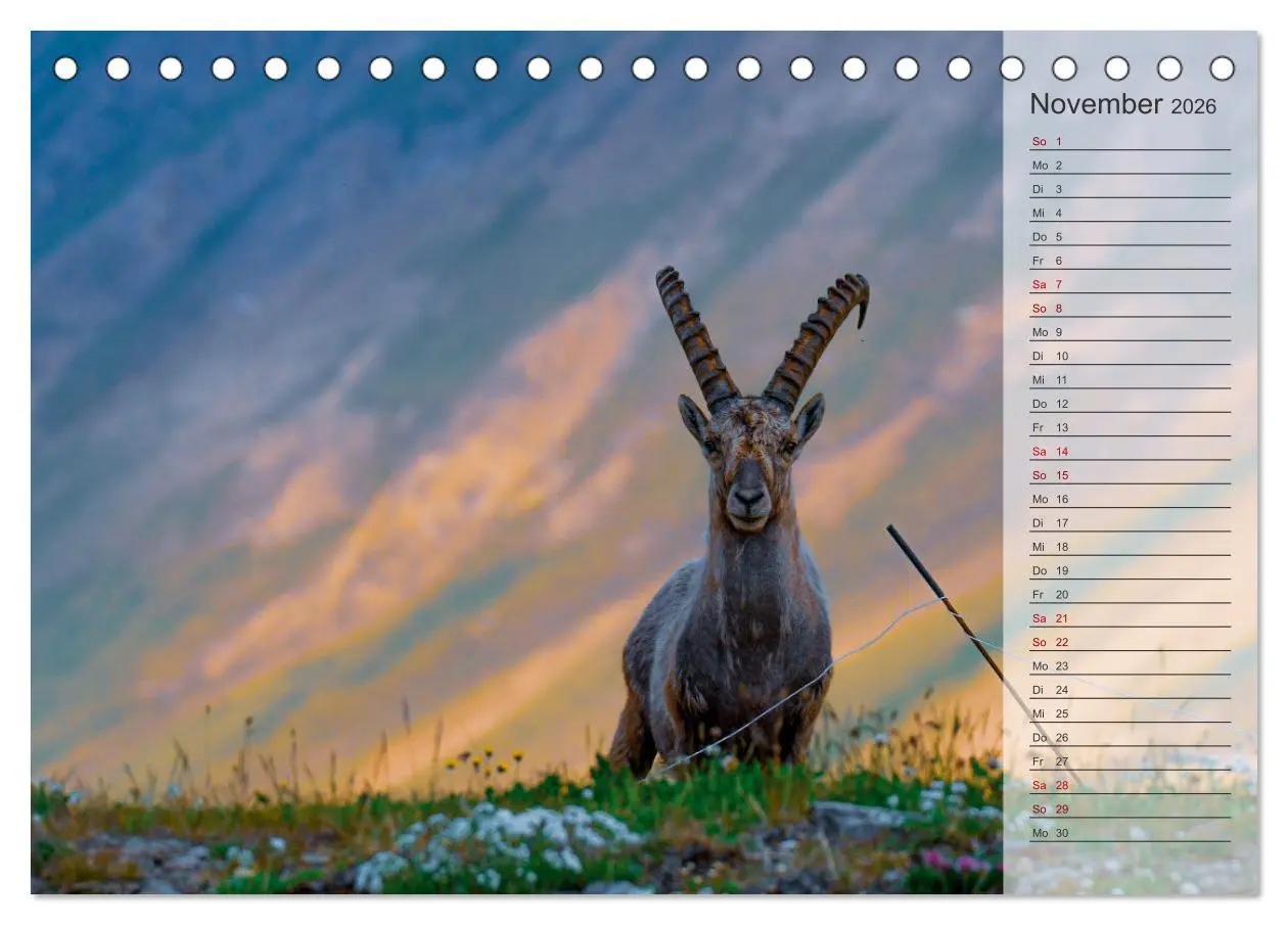 Bild: 9783457422809 | Bergkönige - Steinböcke im Blickpunkt der Naturforografie...