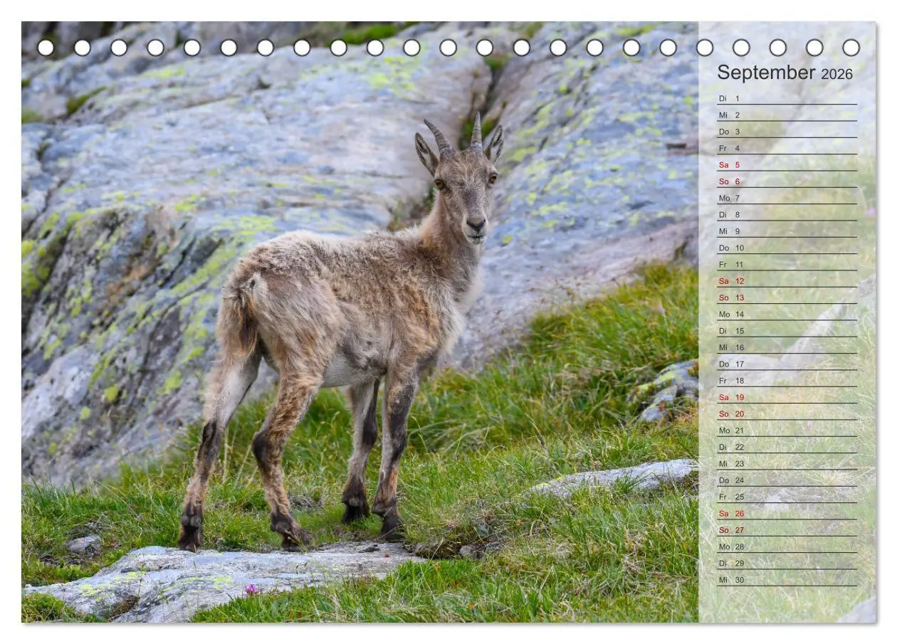 Bild: 9783457422809 | Bergkönige - Steinböcke im Blickpunkt der Naturforografie...