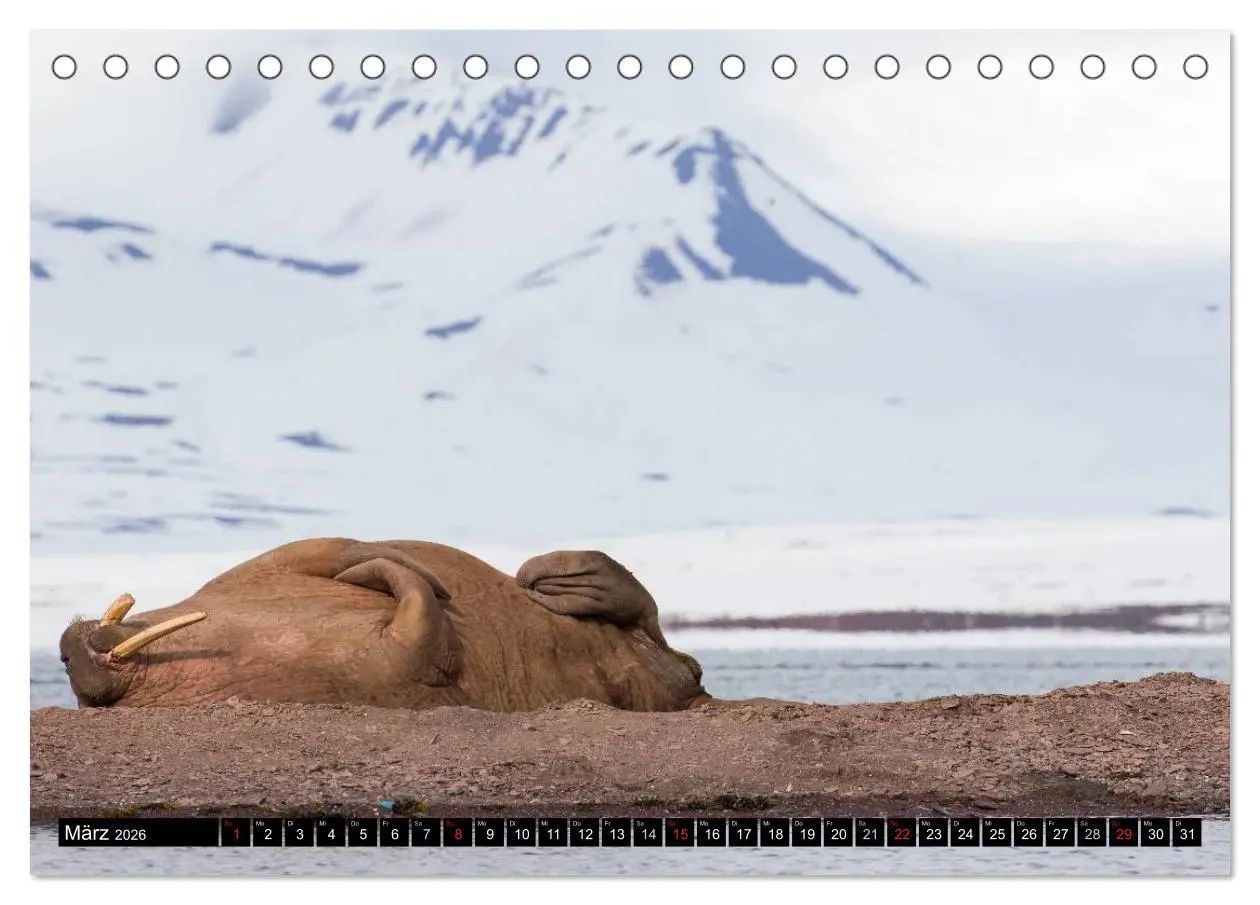 Bild: 9783457972809 | Spitzbergen - Arktische Impressionen (Tischkalender 2026 DIN A5...