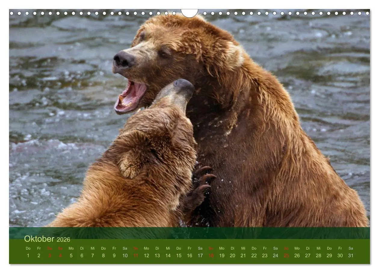 Bild: 9783516202809 | Der Bärenkalender 2026 (Wandkalender 2026 DIN A3 quer), CALVENDO...