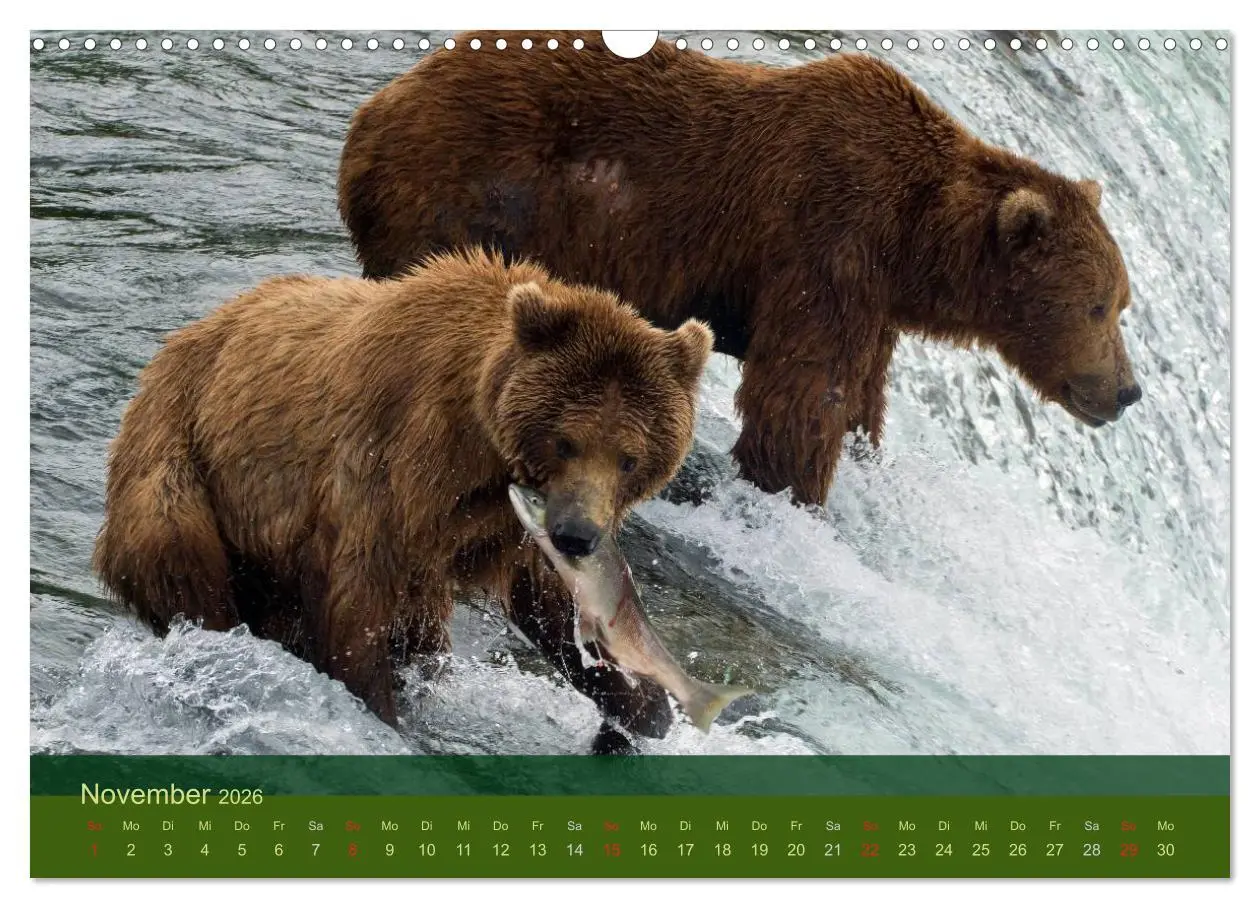 Bild: 9783516202809 | Der Bärenkalender 2026 (Wandkalender 2026 DIN A3 quer), CALVENDO...