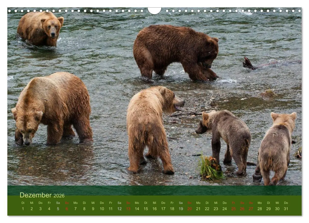 Bild: 9783516202809 | Der Bärenkalender 2026 (Wandkalender 2026 DIN A3 quer), CALVENDO...