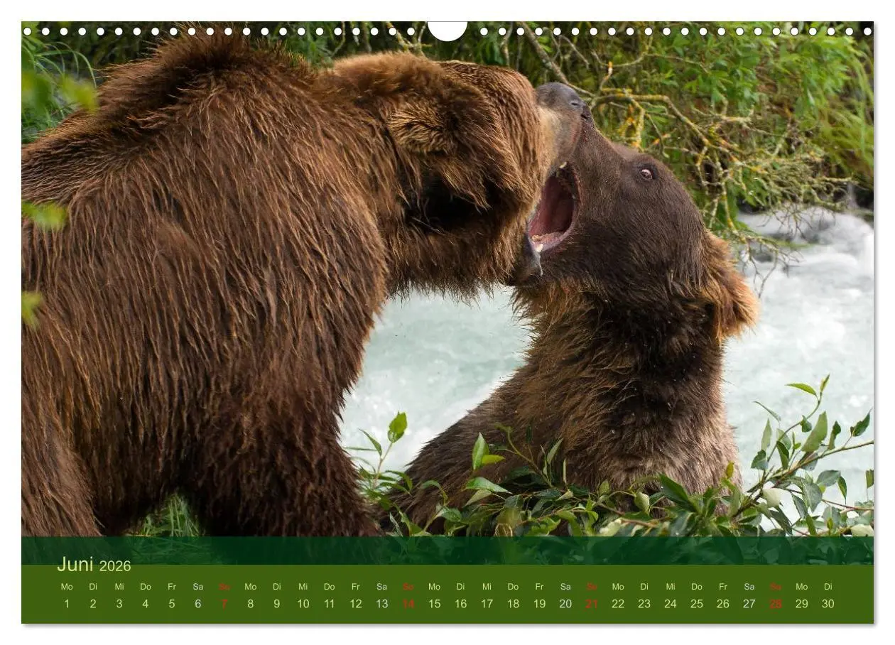 Bild: 9783516202809 | Der Bärenkalender 2026 (Wandkalender 2026 DIN A3 quer), CALVENDO...