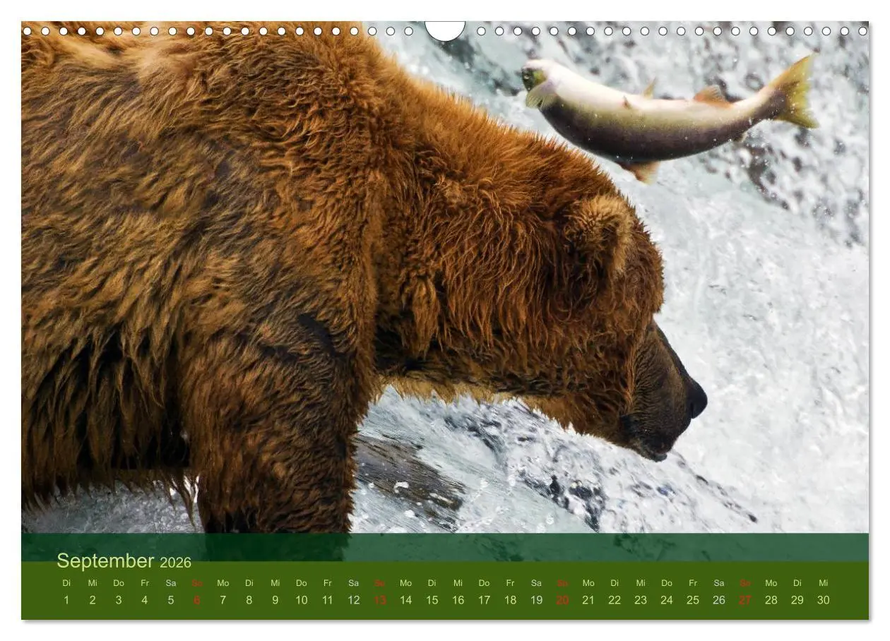 Bild: 9783516202809 | Der Bärenkalender 2026 (Wandkalender 2026 DIN A3 quer), CALVENDO...