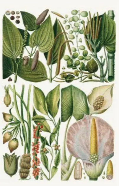 Bild: 9789464992809 | 100 Blumen | Hundert Postkarten | Royal Horticultural Society | Box