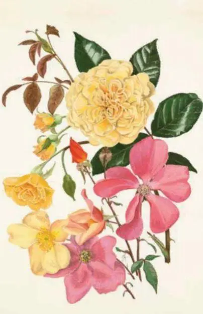 Bild: 9789464992809 | 100 Blumen | Hundert Postkarten | Royal Horticultural Society | Box