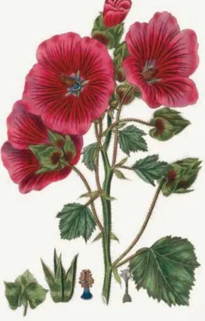 Bild: 9789464992809 | 100 Blumen | Hundert Postkarten | Royal Horticultural Society | Box