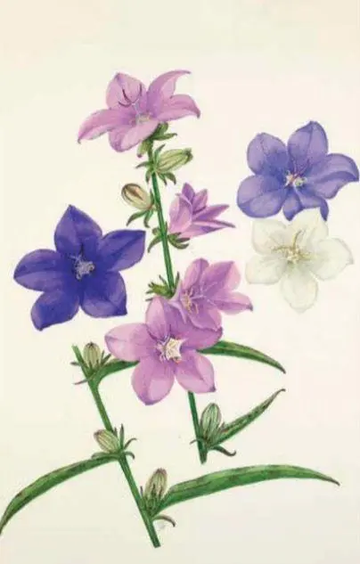 Bild: 9789464992809 | 100 Blumen | Hundert Postkarten | Royal Horticultural Society | Box