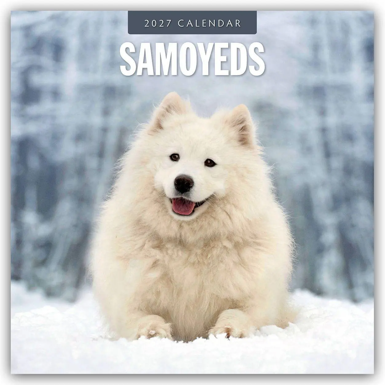 Cover: 9781837012909 | Samoyeds - Samojede - Samojedenspitz 2027 - 16-Monatskalender | Red