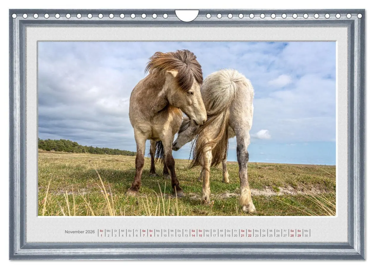 Bild: 9783457582909 | Ich bin ein Isländer (Wandkalender 2026 DIN A4 quer), CALVENDO...