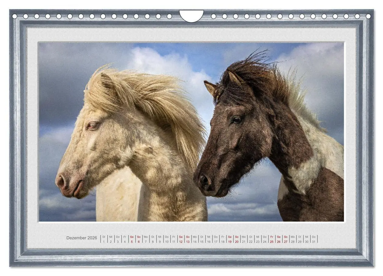 Bild: 9783457582909 | Ich bin ein Isländer (Wandkalender 2026 DIN A4 quer), CALVENDO...