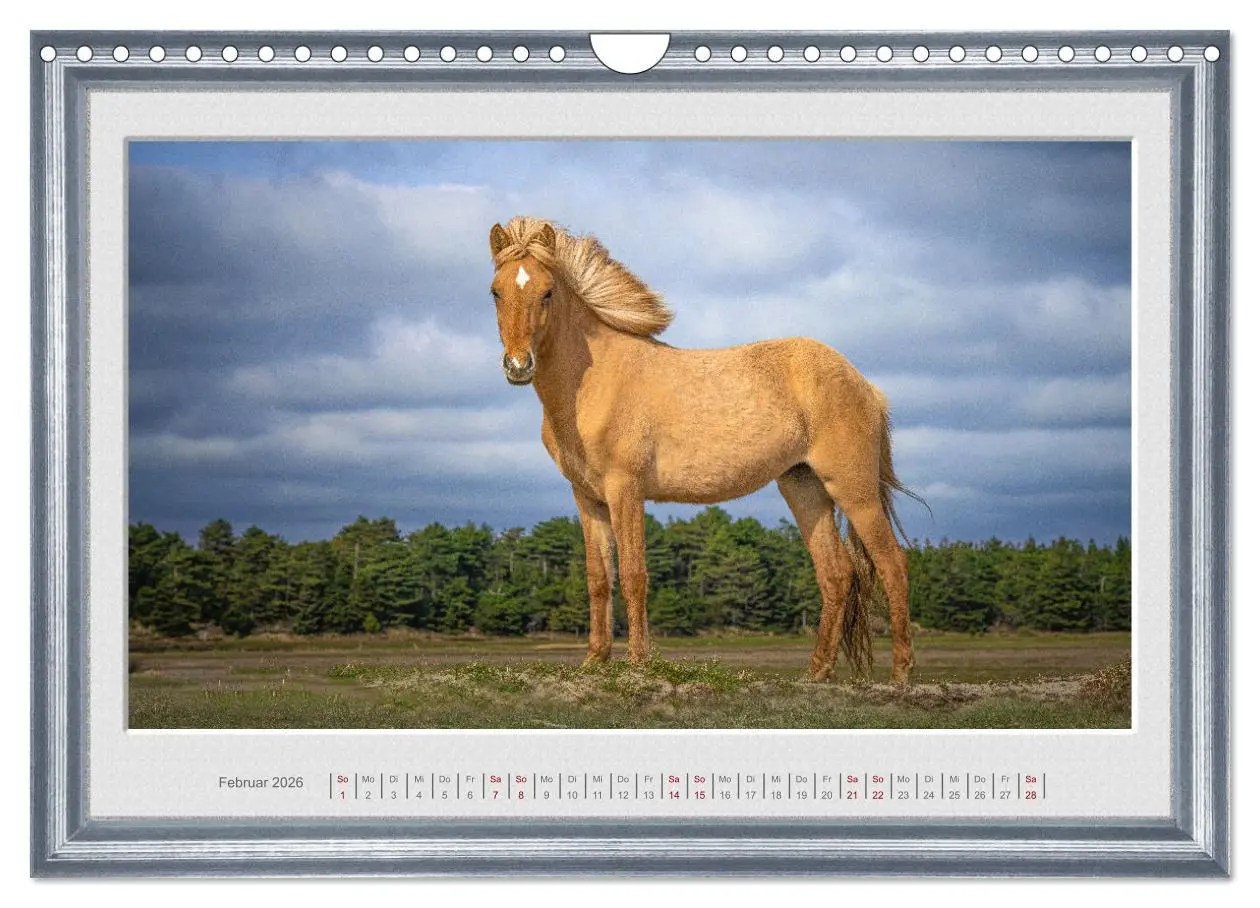 Bild: 9783457582909 | Ich bin ein Isländer (Wandkalender 2026 DIN A4 quer), CALVENDO...