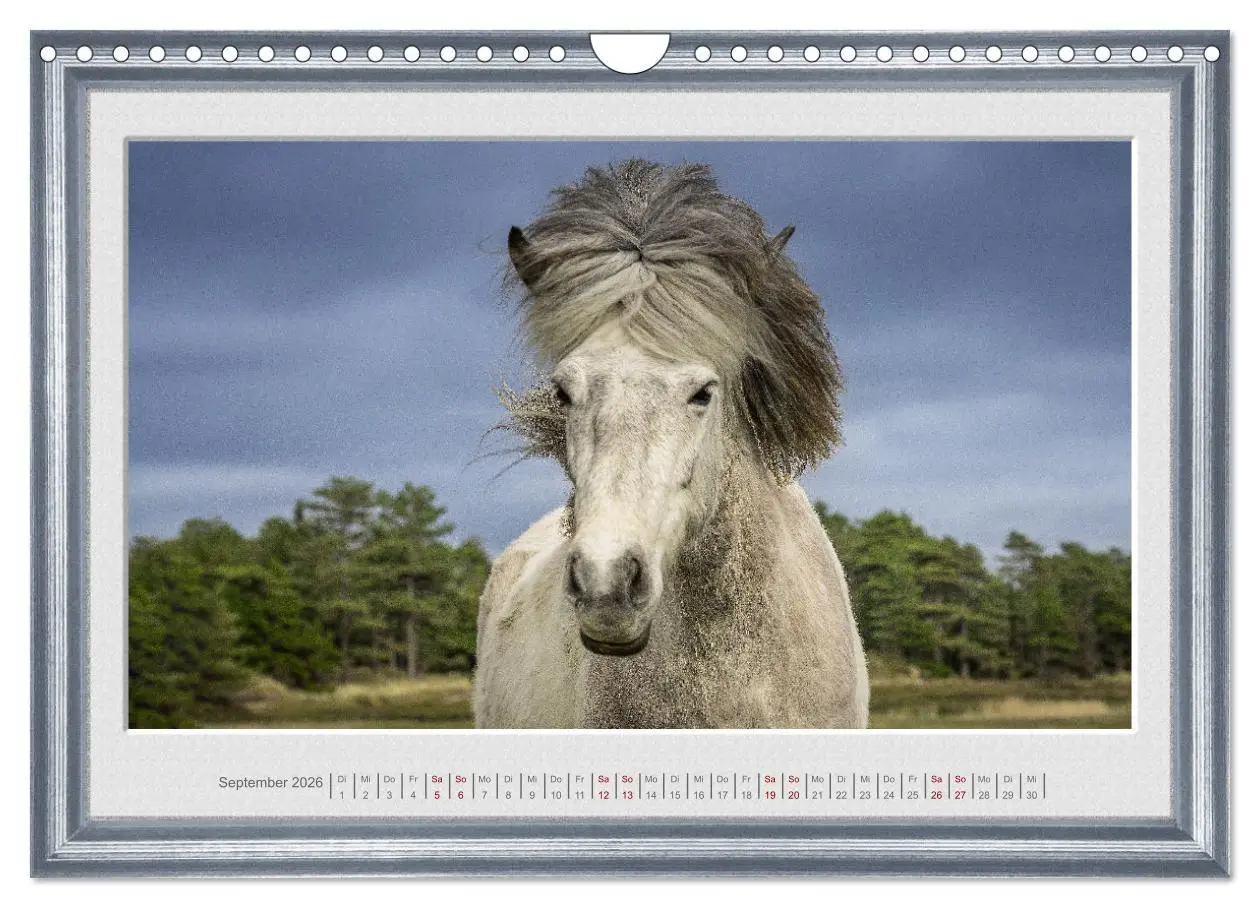 Bild: 9783457582909 | Ich bin ein Isländer (Wandkalender 2026 DIN A4 quer), CALVENDO...