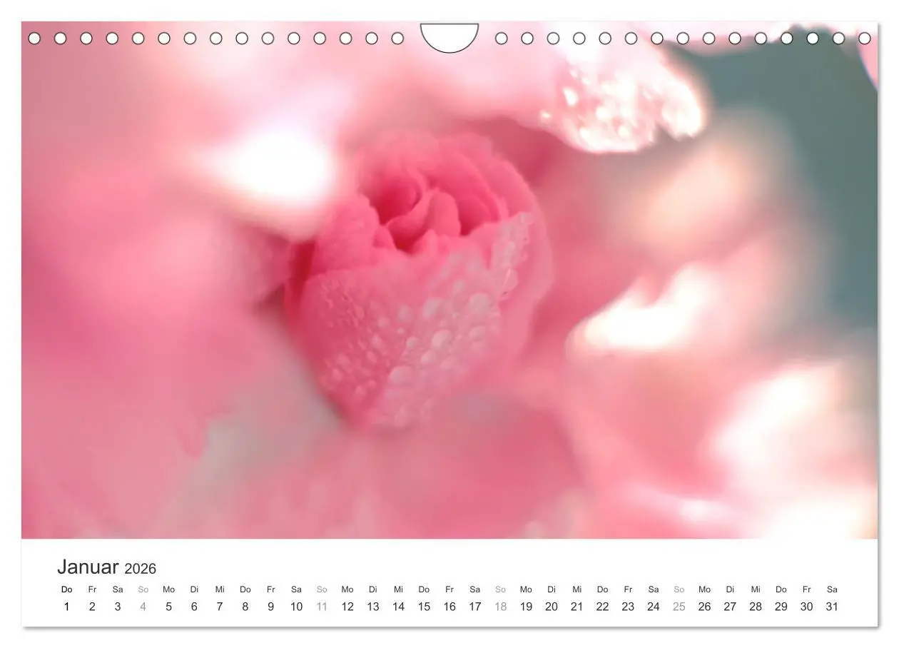 Bild: 9783457892909 | Kirschblütentraum (Wandkalender 2026 DIN A4 quer), CALVENDO...