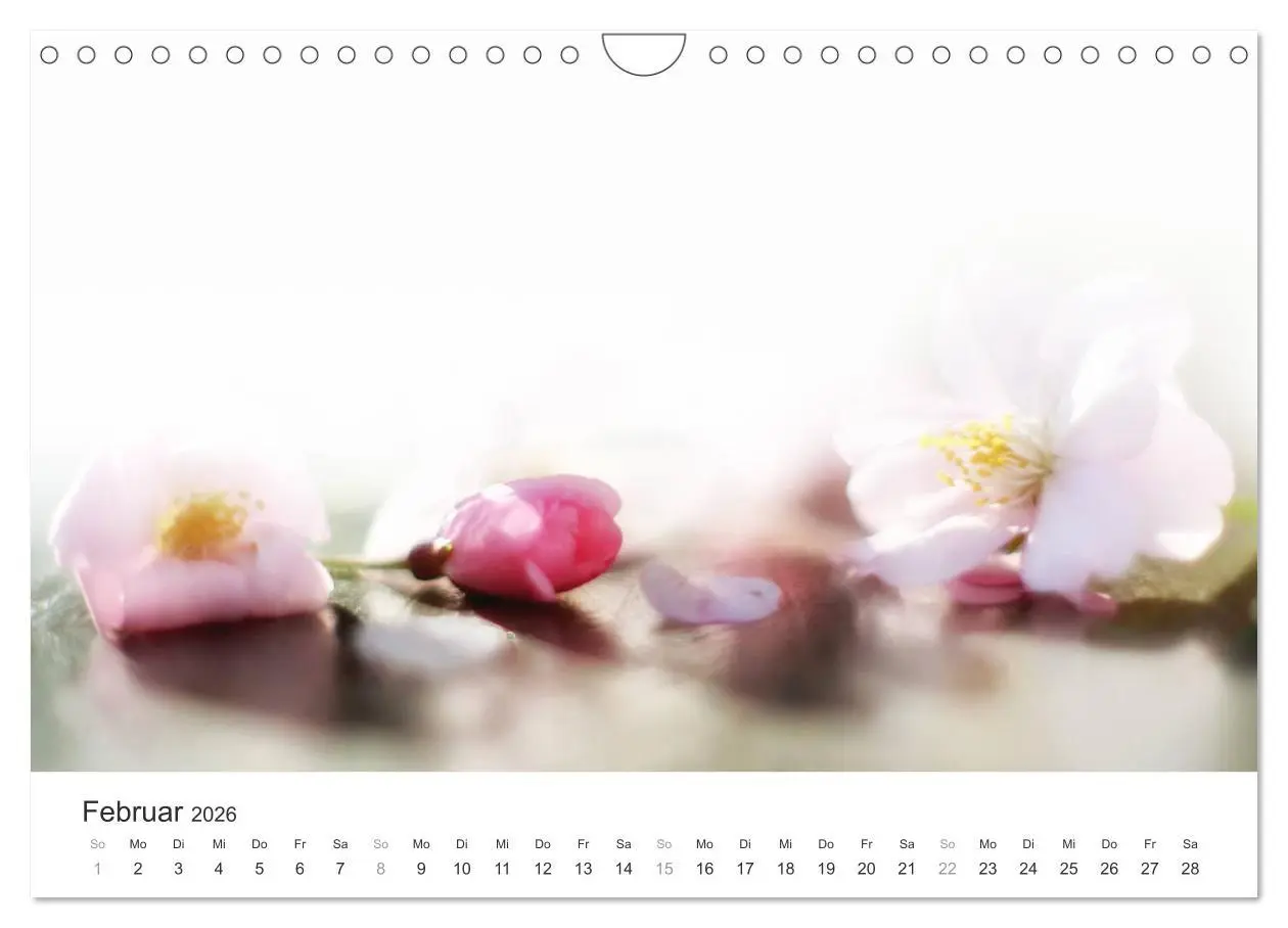Bild: 9783457892909 | Kirschblütentraum (Wandkalender 2026 DIN A4 quer), CALVENDO...