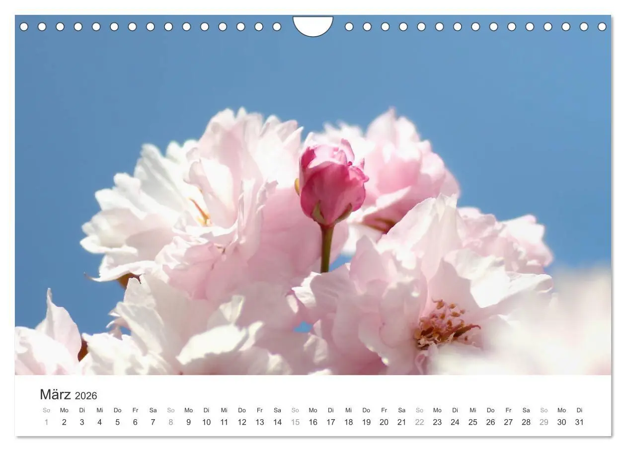 Bild: 9783457892909 | Kirschblütentraum (Wandkalender 2026 DIN A4 quer), CALVENDO...
