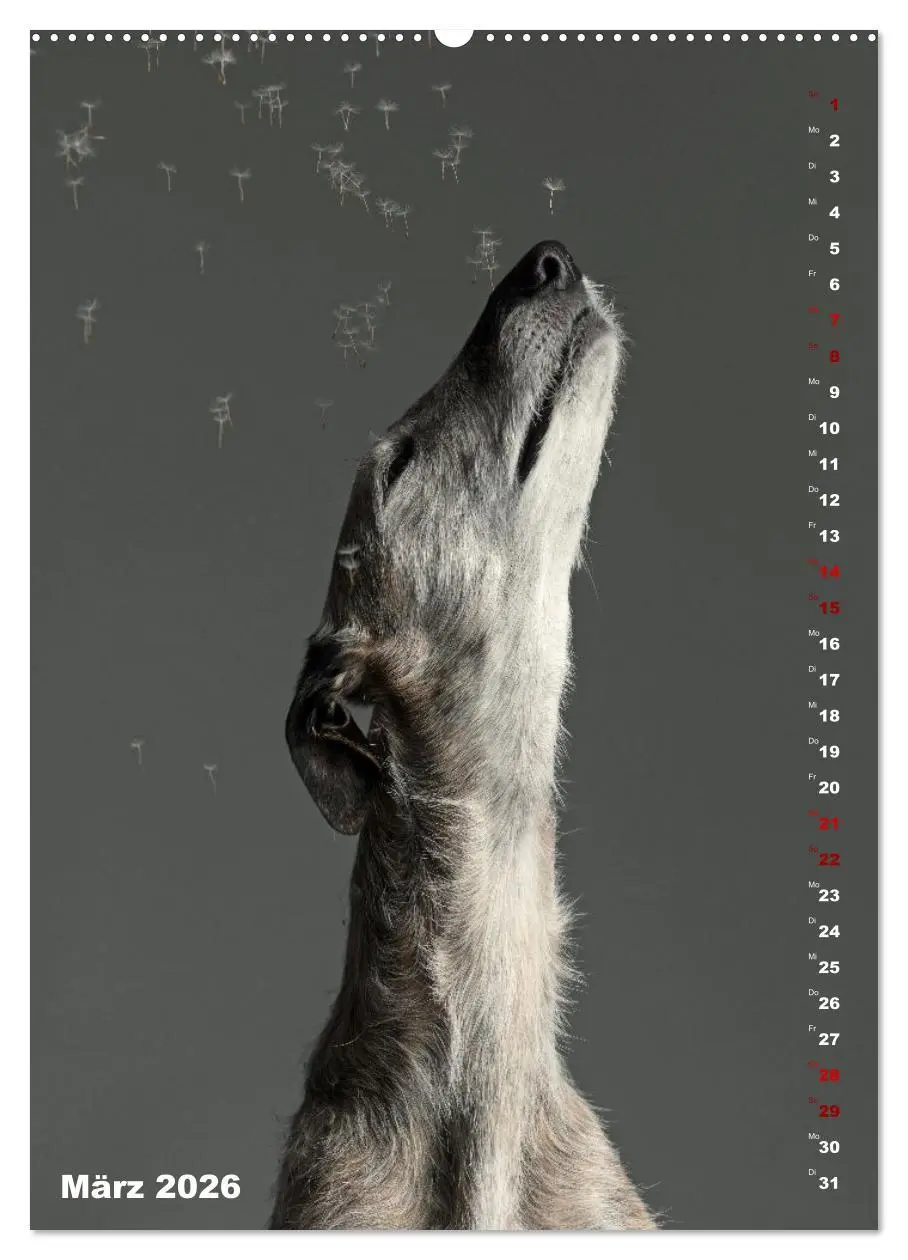 Bild: 9783457303009 | dogmuse deluxe (Wandkalender 2026 DIN A2 hoch), CALVENDO...