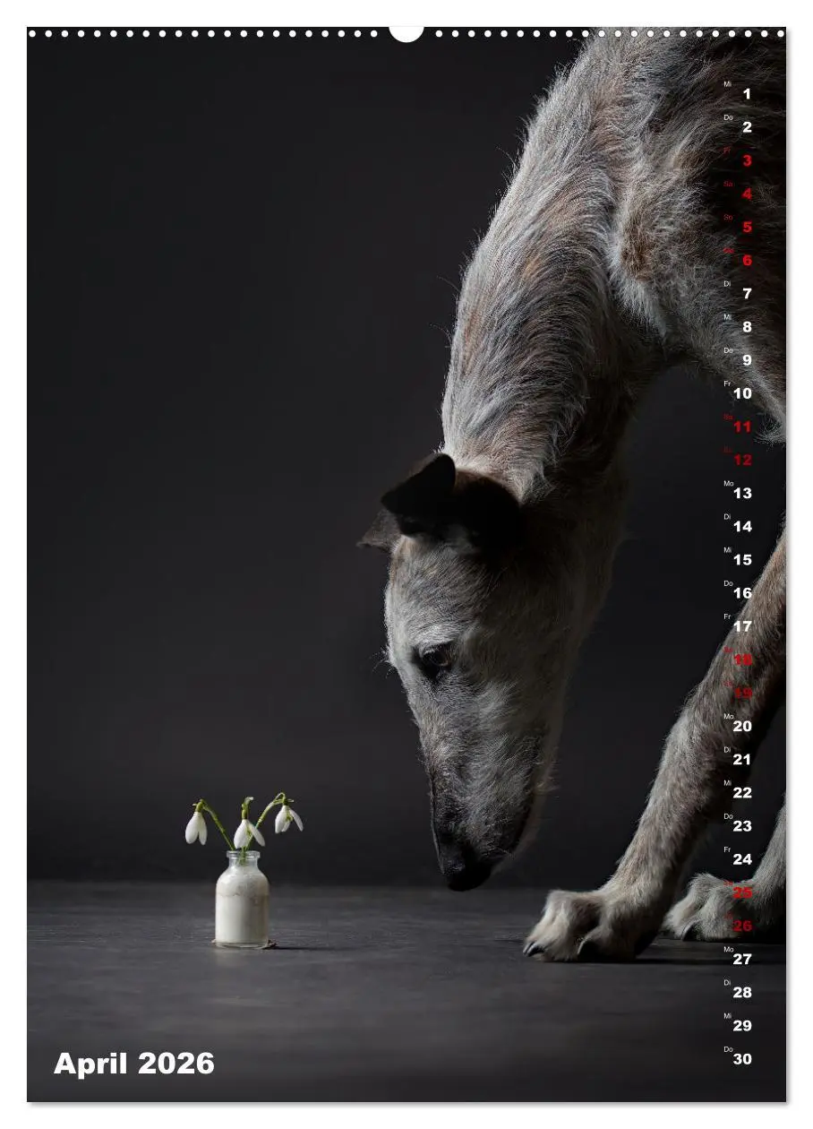 Bild: 9783457303009 | dogmuse deluxe (Wandkalender 2026 DIN A2 hoch), CALVENDO...