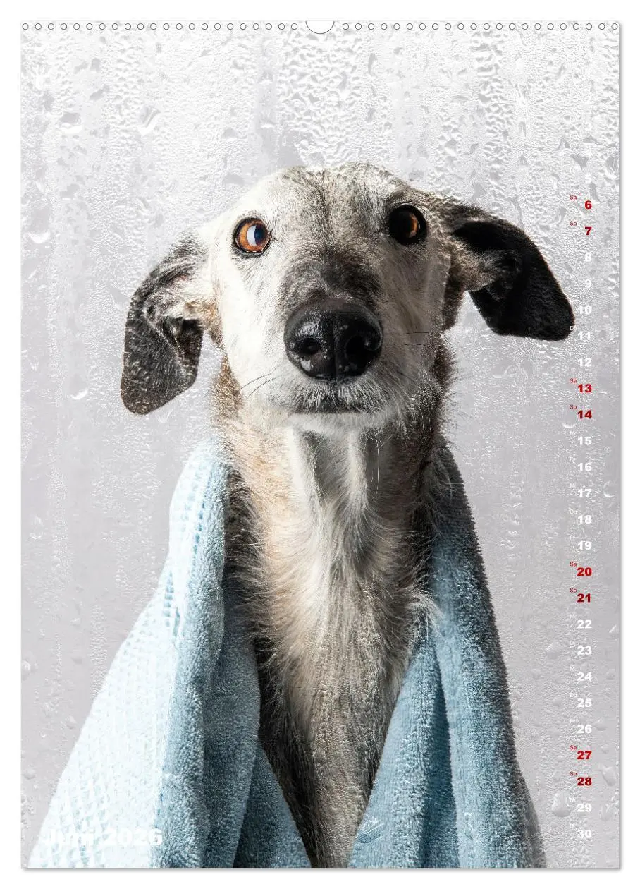 Bild: 9783457303009 | dogmuse deluxe (Wandkalender 2026 DIN A2 hoch), CALVENDO...