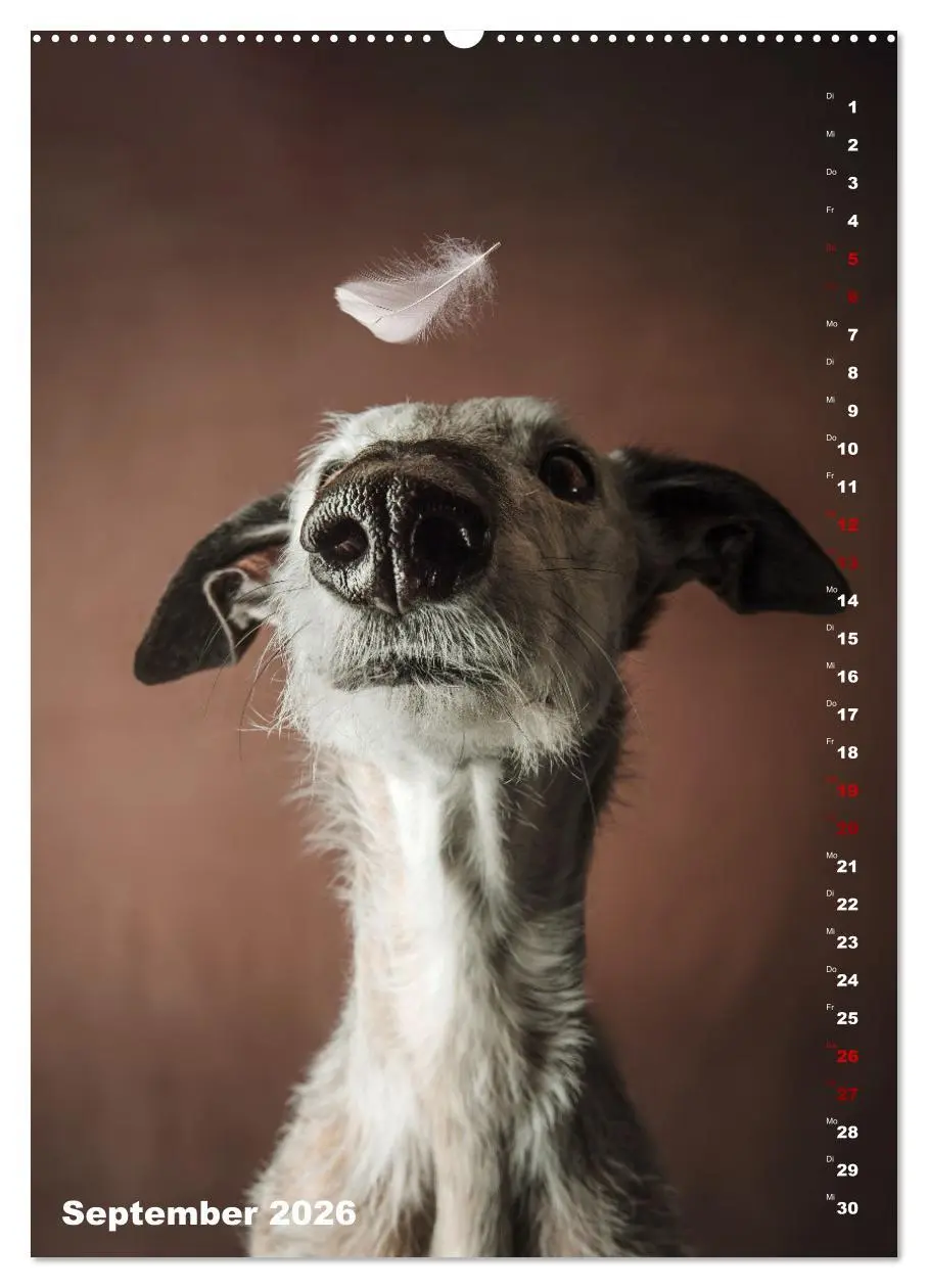 Bild: 9783457303009 | dogmuse deluxe (Wandkalender 2026 DIN A2 hoch), CALVENDO...