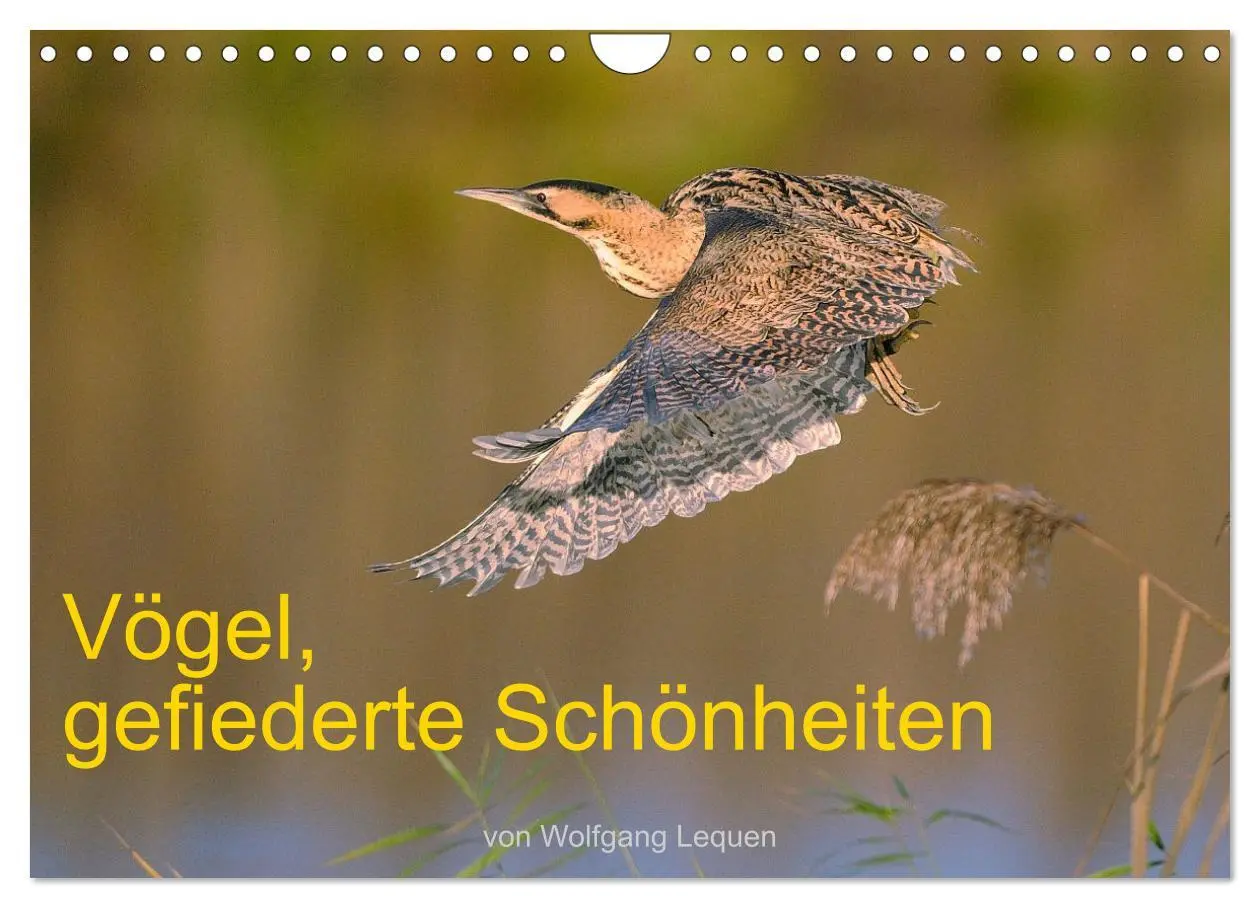 Cover: 9783457613009 | Vögel, Gefiederte Schönheiten (Wandkalender 2026 DIN A4 quer),...