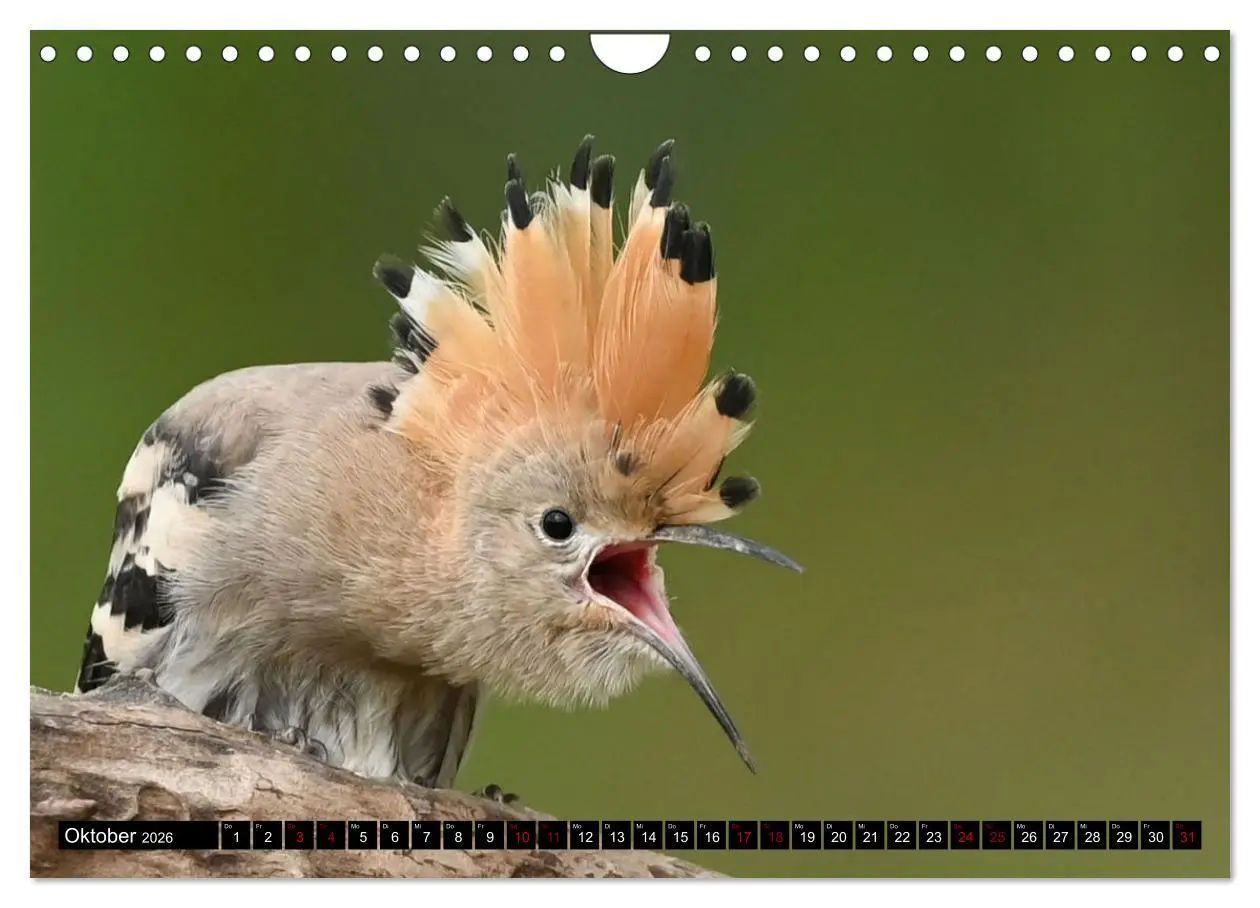 Bild: 9783457613009 | Vögel, Gefiederte Schönheiten (Wandkalender 2026 DIN A4 quer),...