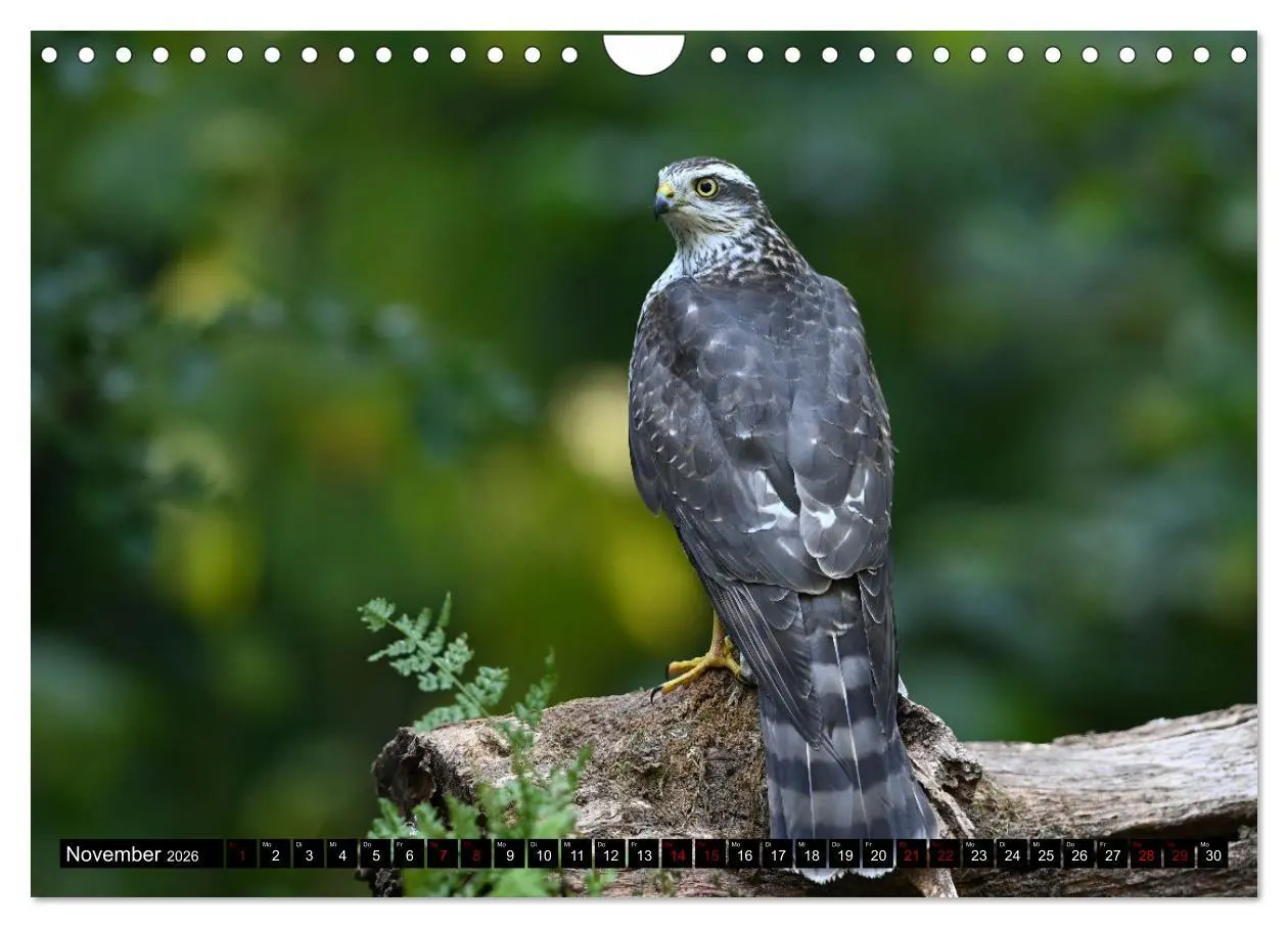 Bild: 9783457613009 | Vögel, Gefiederte Schönheiten (Wandkalender 2026 DIN A4 quer),...