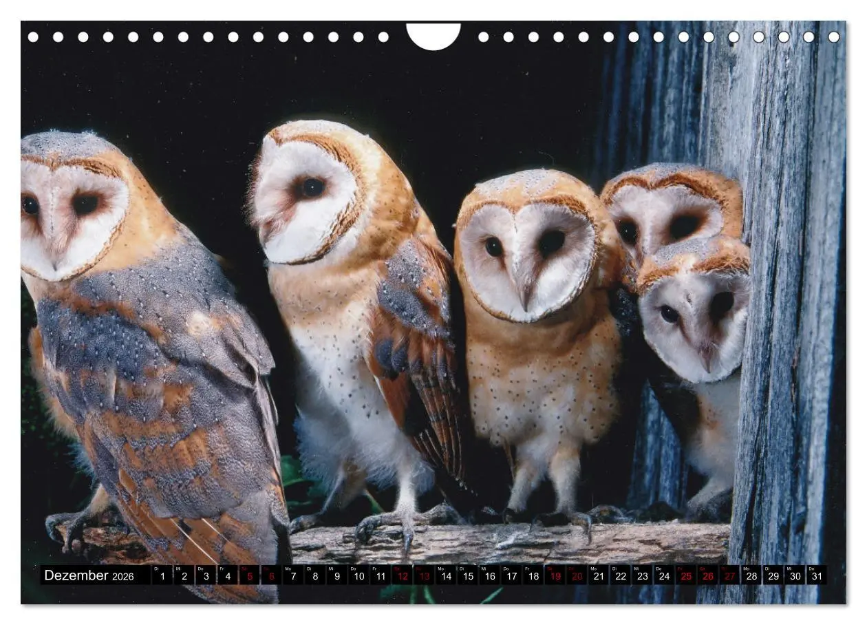 Bild: 9783457613009 | Vögel, Gefiederte Schönheiten (Wandkalender 2026 DIN A4 quer),...