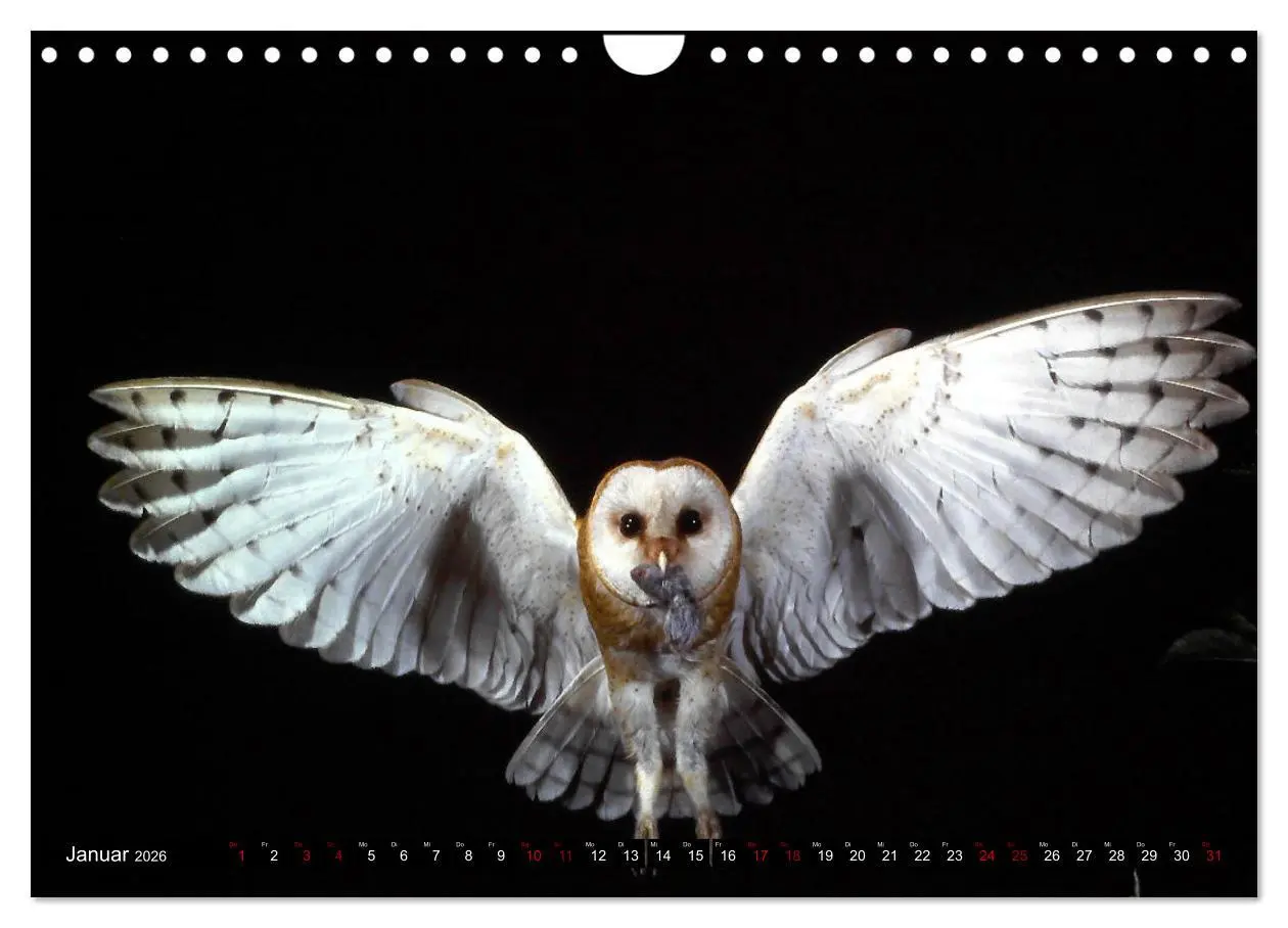 Bild: 9783457613009 | Vögel, Gefiederte Schönheiten (Wandkalender 2026 DIN A4 quer),...