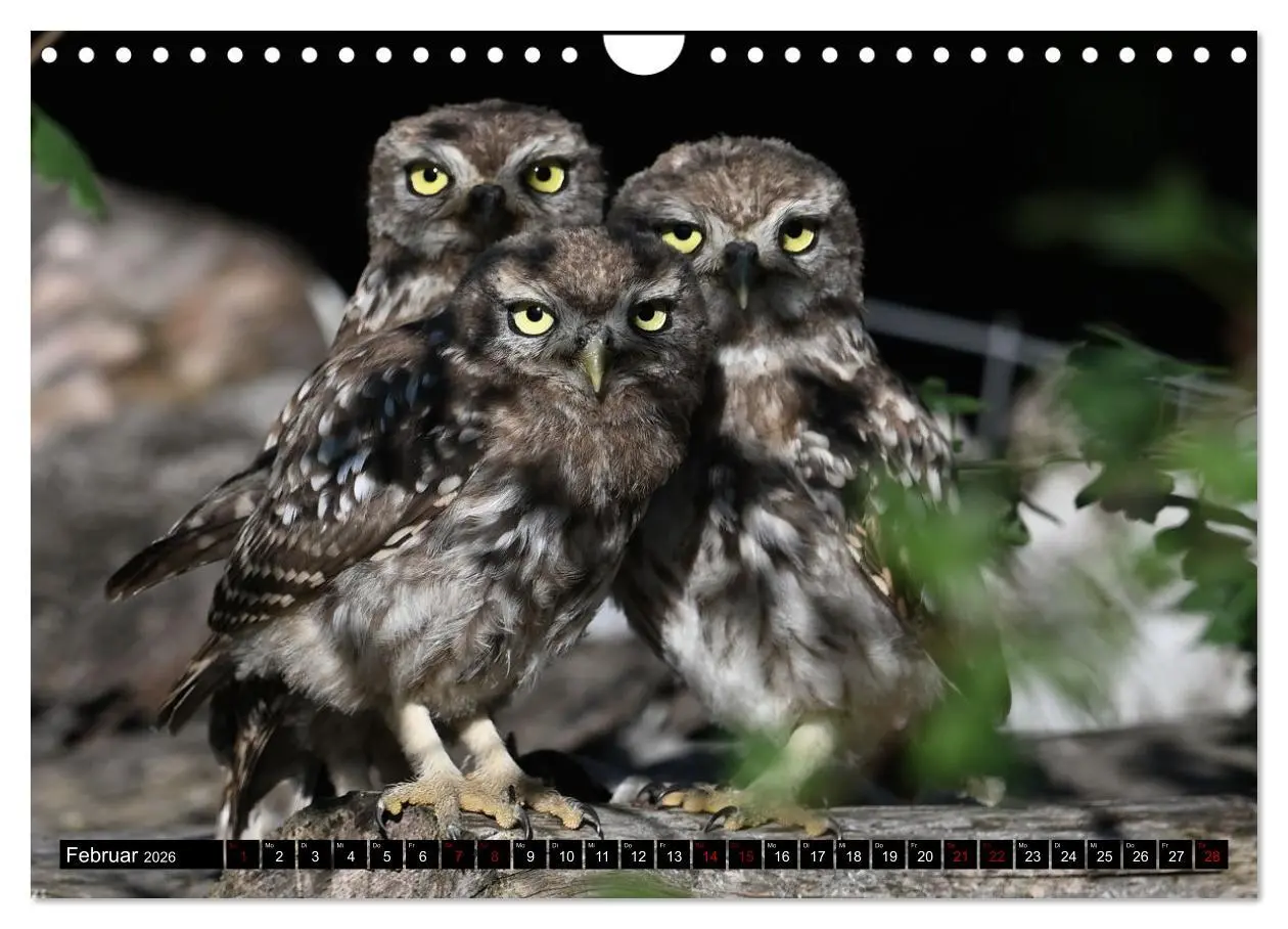 Bild: 9783457613009 | Vögel, Gefiederte Schönheiten (Wandkalender 2026 DIN A4 quer),...