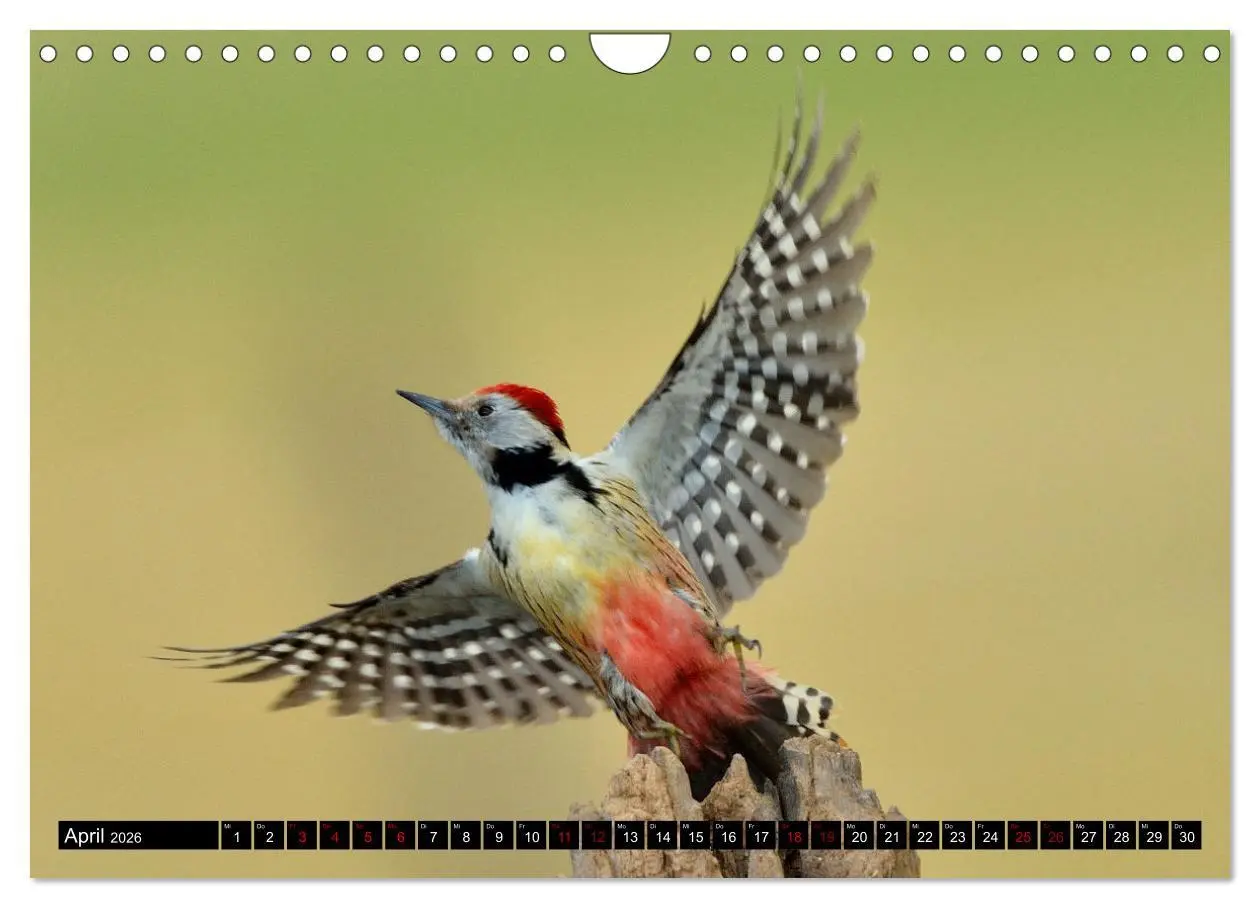 Bild: 9783457613009 | Vögel, Gefiederte Schönheiten (Wandkalender 2026 DIN A4 quer),...