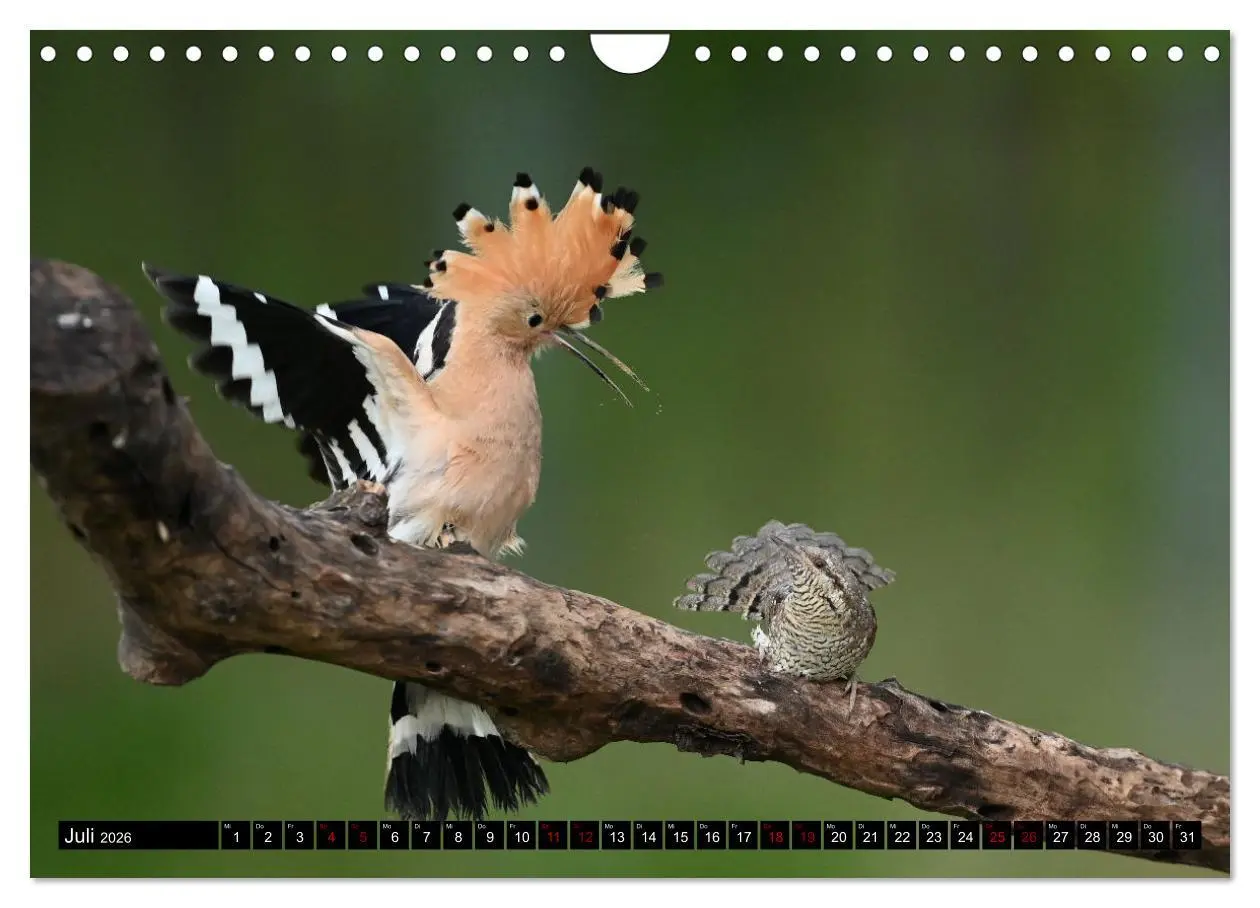 Bild: 9783457613009 | Vögel, Gefiederte Schönheiten (Wandkalender 2026 DIN A4 quer),...