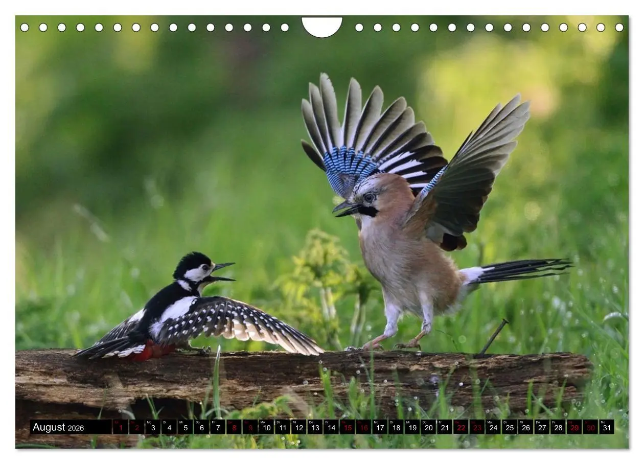 Bild: 9783457613009 | Vögel, Gefiederte Schönheiten (Wandkalender 2026 DIN A4 quer),...