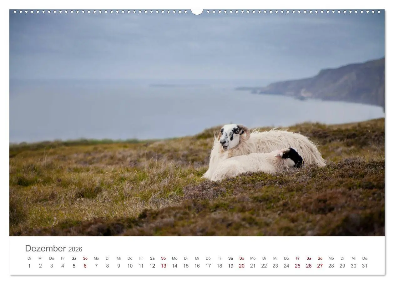 Bild: 9783457843109 | Schafe - Weich und wollig (Wandkalender 2026 DIN A2 quer), CALVENDO...