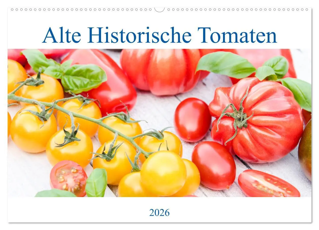 Cover: 9783457913109 | Alte Historische Tomaten (Wandkalender 2026 DIN A2 quer), CALVENDO...