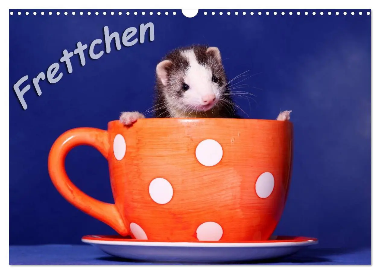 Cover: 9783516233209 | Frettchen - Ferrets (Wandkalender 2026 DIN A3 quer), CALVENDO...