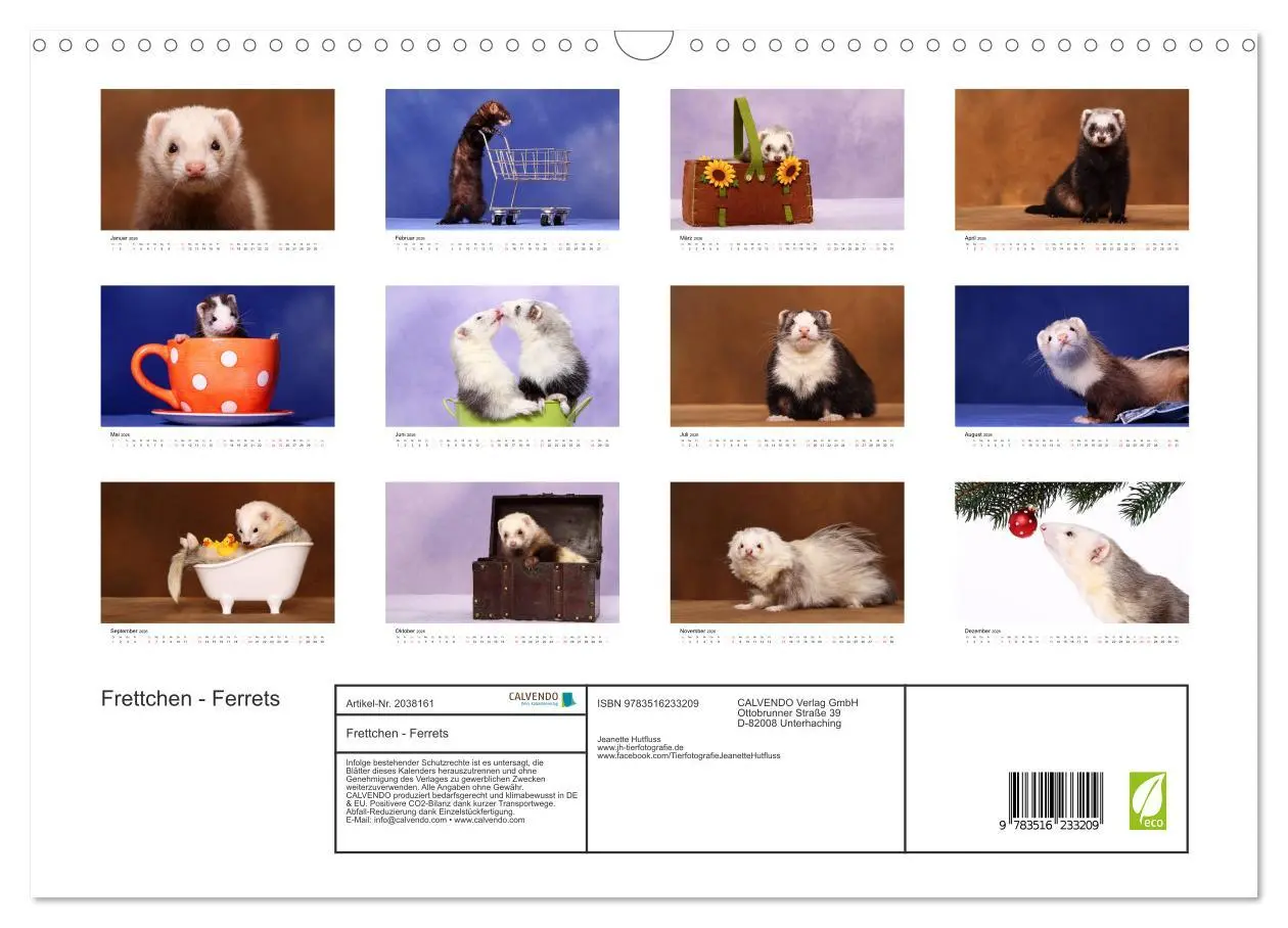 Bild: 9783516233209 | Frettchen - Ferrets (Wandkalender 2026 DIN A3 quer), CALVENDO...