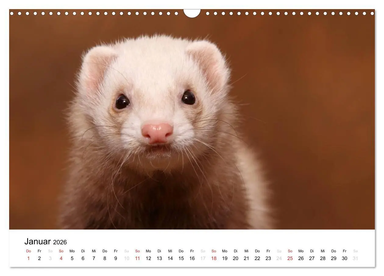 Bild: 9783516233209 | Frettchen - Ferrets (Wandkalender 2026 DIN A3 quer), CALVENDO...