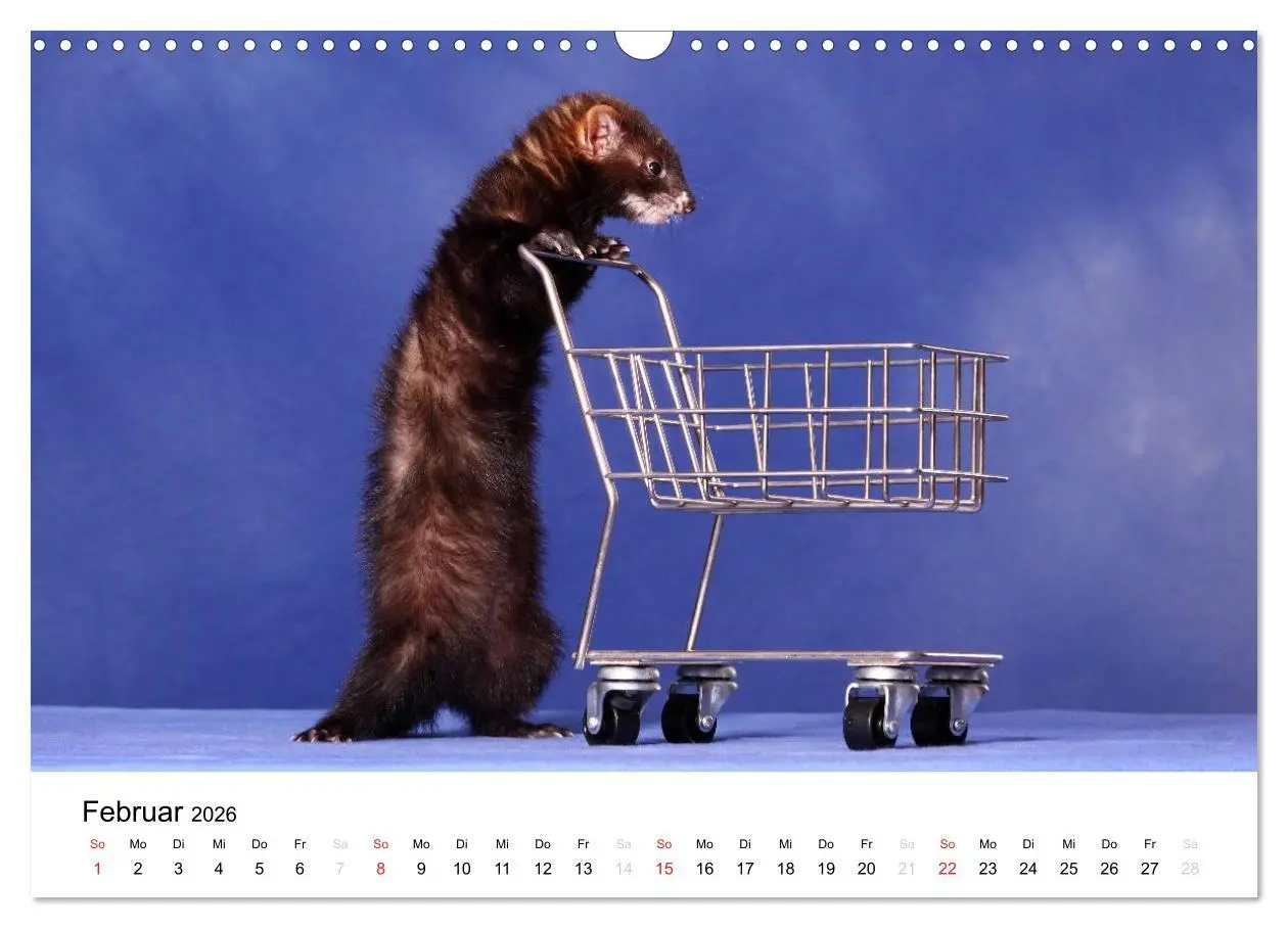 Bild: 9783516233209 | Frettchen - Ferrets (Wandkalender 2026 DIN A3 quer), CALVENDO...