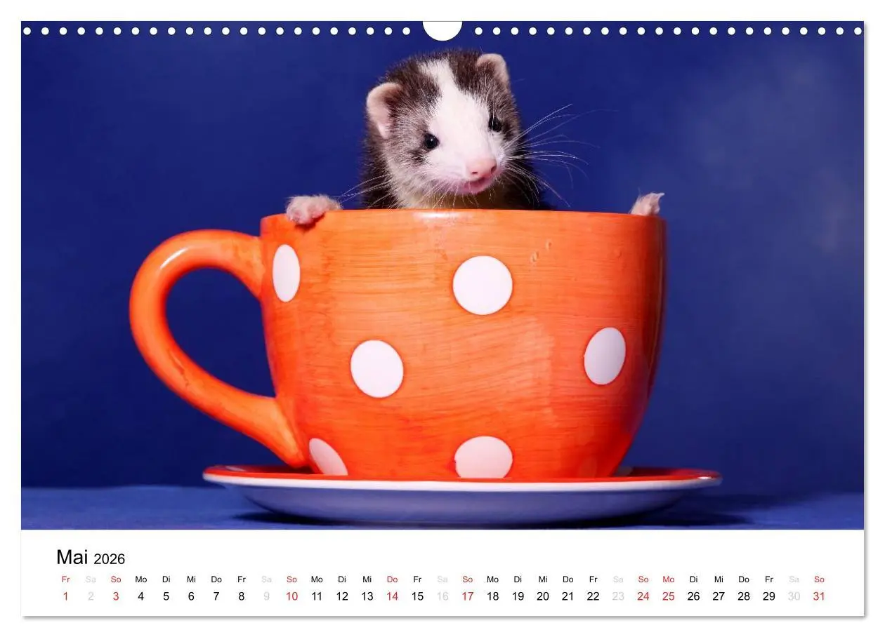 Bild: 9783516233209 | Frettchen - Ferrets (Wandkalender 2026 DIN A3 quer), CALVENDO...