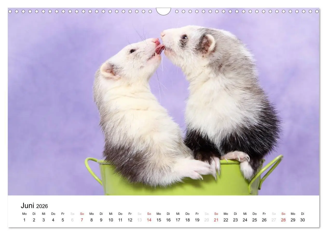 Bild: 9783516233209 | Frettchen - Ferrets (Wandkalender 2026 DIN A3 quer), CALVENDO...