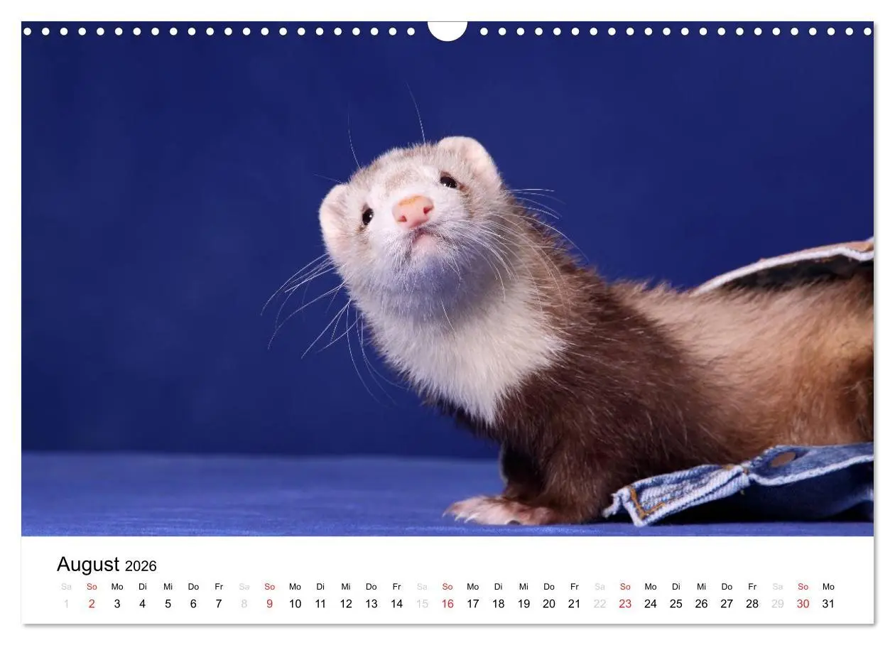 Bild: 9783516233209 | Frettchen - Ferrets (Wandkalender 2026 DIN A3 quer), CALVENDO...