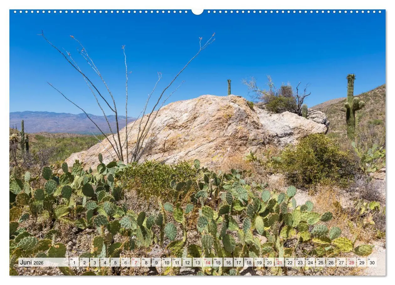 Bild: 9783457683309 | SAGUARO NATIONAL PARK Heimat des Saguaro-Kaktus (hochwertiger...